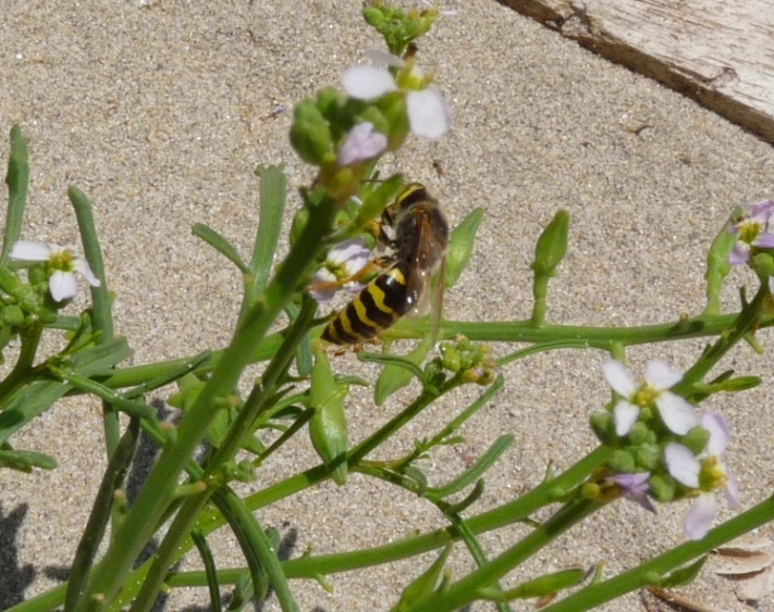 Bembix oculata M e F (Crabronidae)